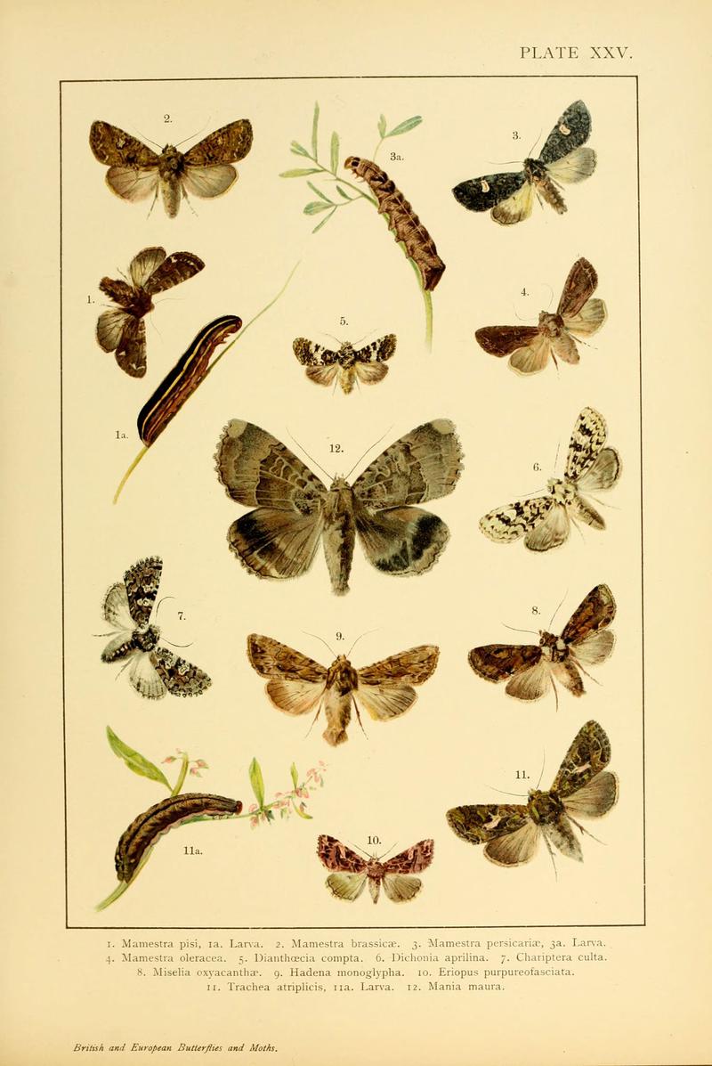 British and European butterflies and moths (Macrolepidoptera) (Plate XXV) (6466300899)