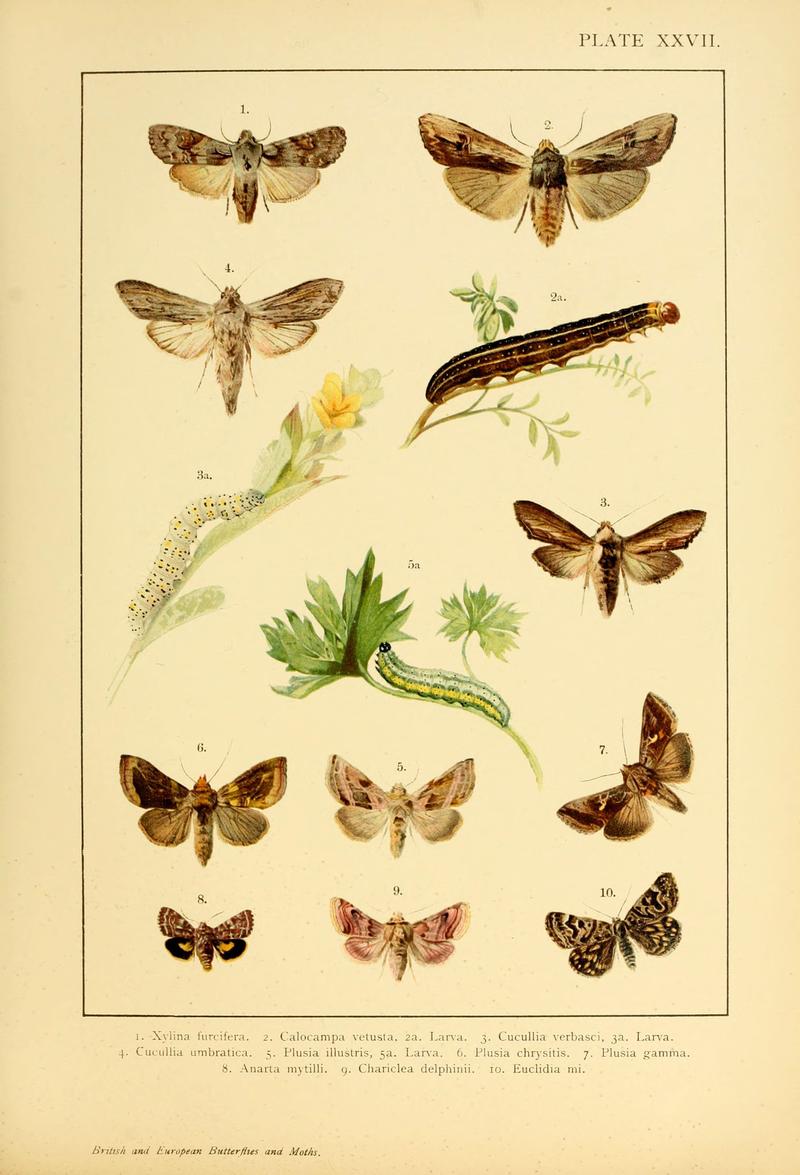 British and European butterflies and moths (Macrolepidoptera) (Plate XXVII) (6466302041)