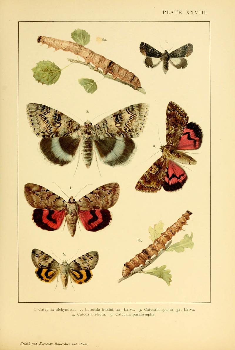 British and European butterflies and moths (Macrolepidoptera) (Plate XXVIII) (6466302453)