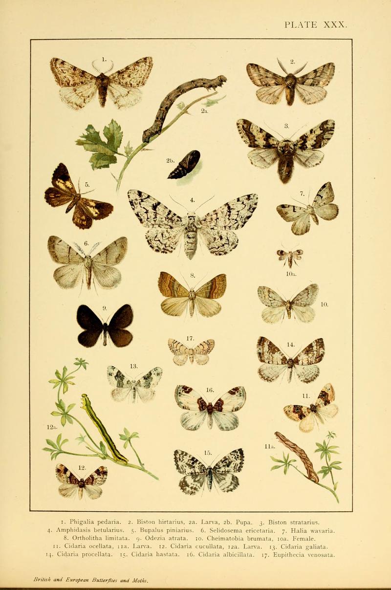 British and European butterflies and moths (Macrolepidoptera) (Plate XXX) (6466303477)