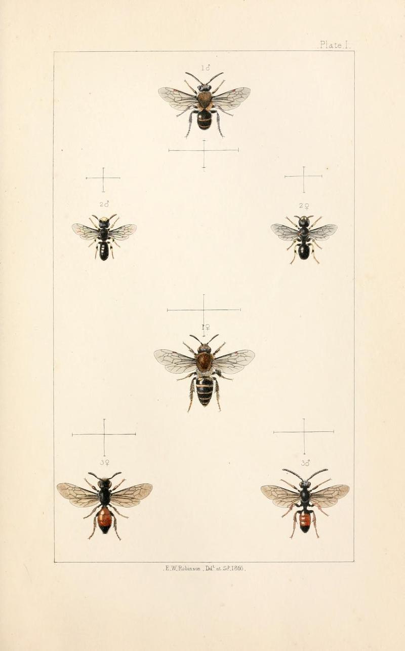 British bees (Plate) (21572747803)