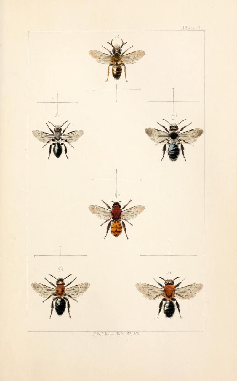 British bees (Plate I) (22006003758)