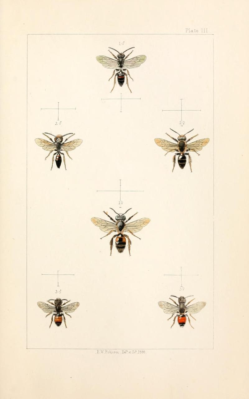 British bees (Plate II) (22005717250)