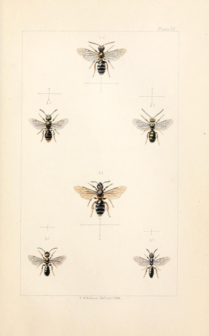 British bees (Plate III) (22006010078)