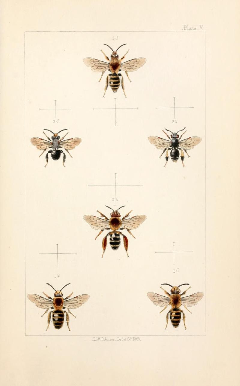 British bees (Plate IV) (22181086892)