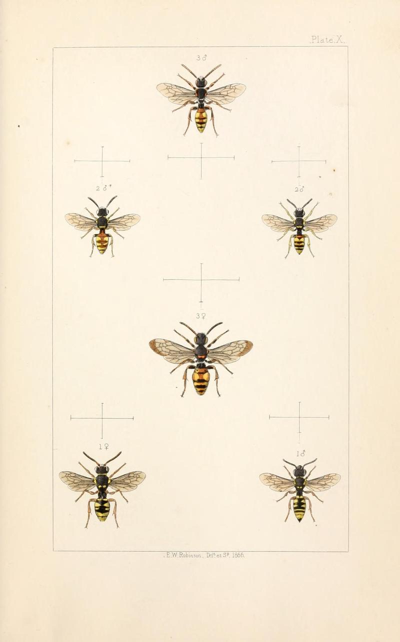 British bees (Plate IX) (22167655556)