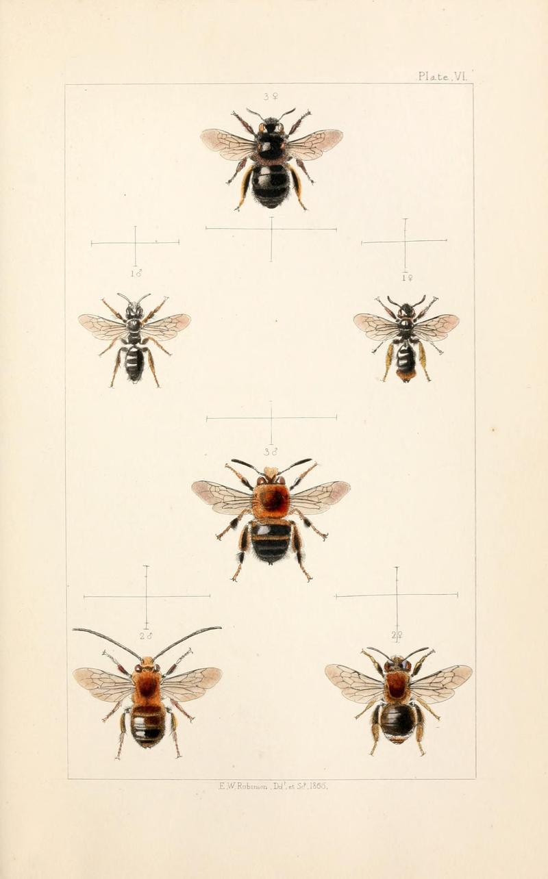 British bees (Plate V) (22005726700)