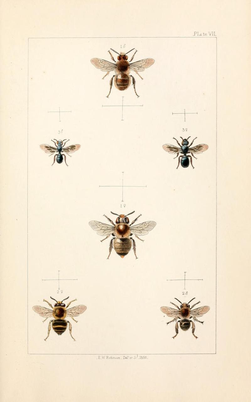 British bees (Plate VI) (21572767283)