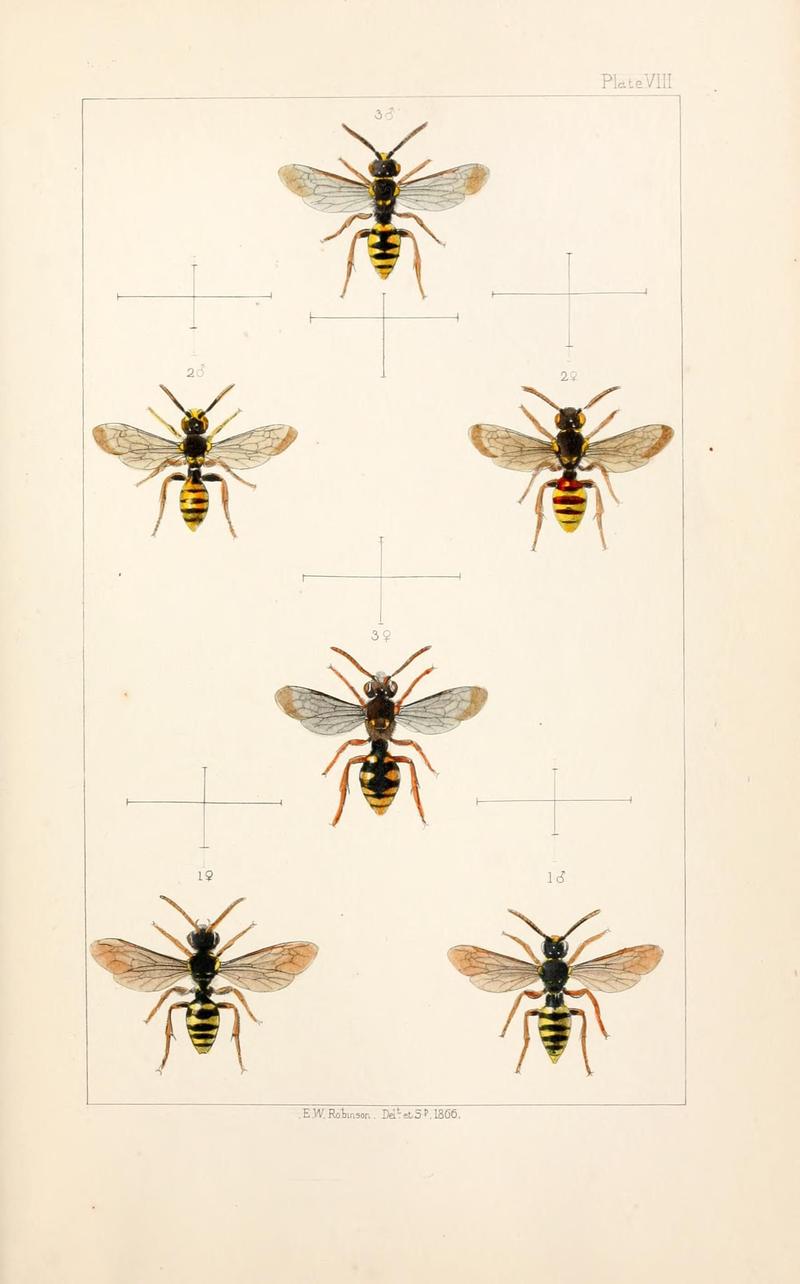 British bees (Plate VII) (22005732770)