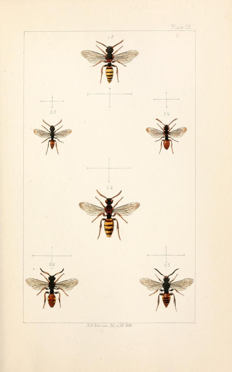 British bees (Plate VIII) (22006919649)