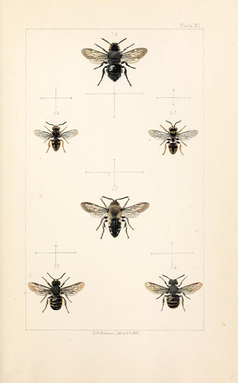 British bees (Plate X) (21572780363)