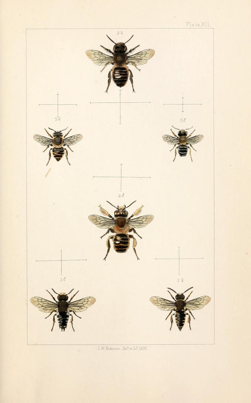 British bees (Plate XI) (21571042374)