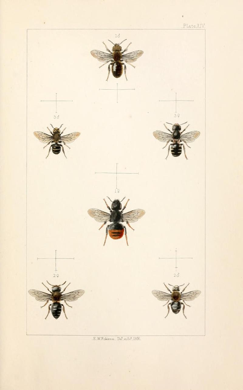 British bees (Plate XIII) (22167671136)