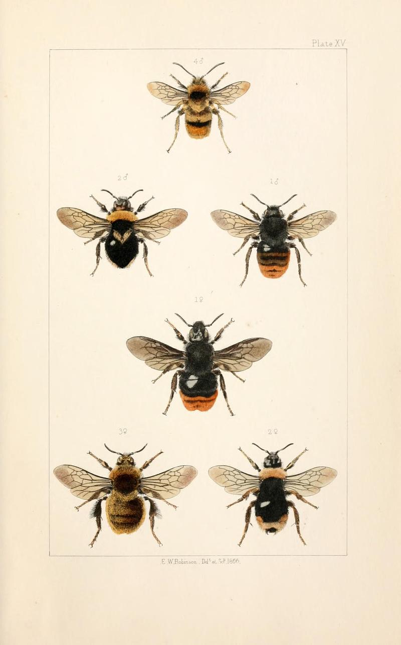 British bees (Plate XIV) (22167674676)