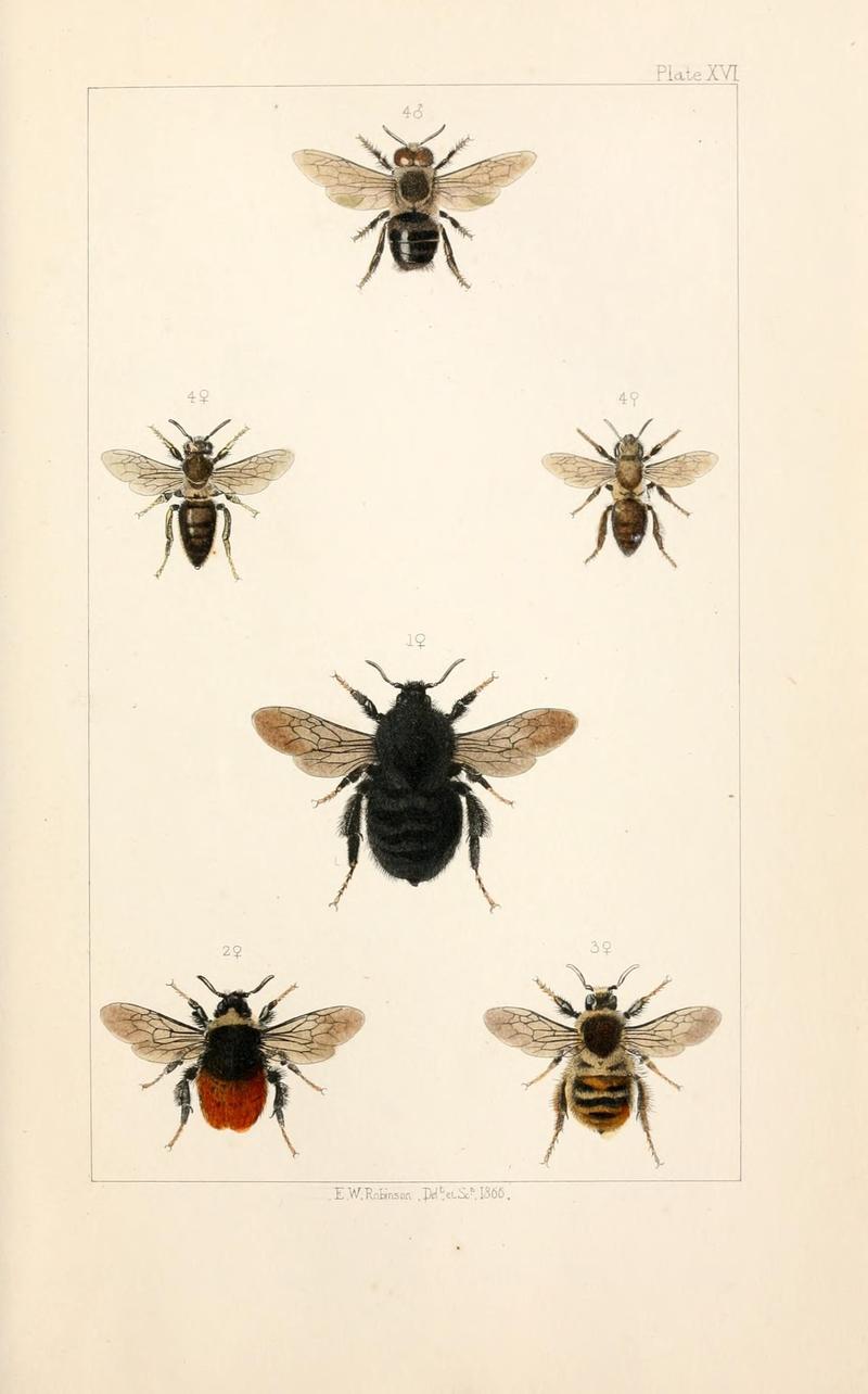 British bees (Plate XV) (21572798933)