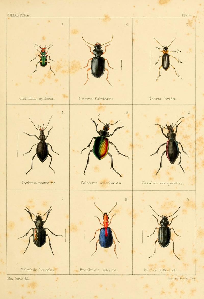 British beetles (Plate I) (5987271987)