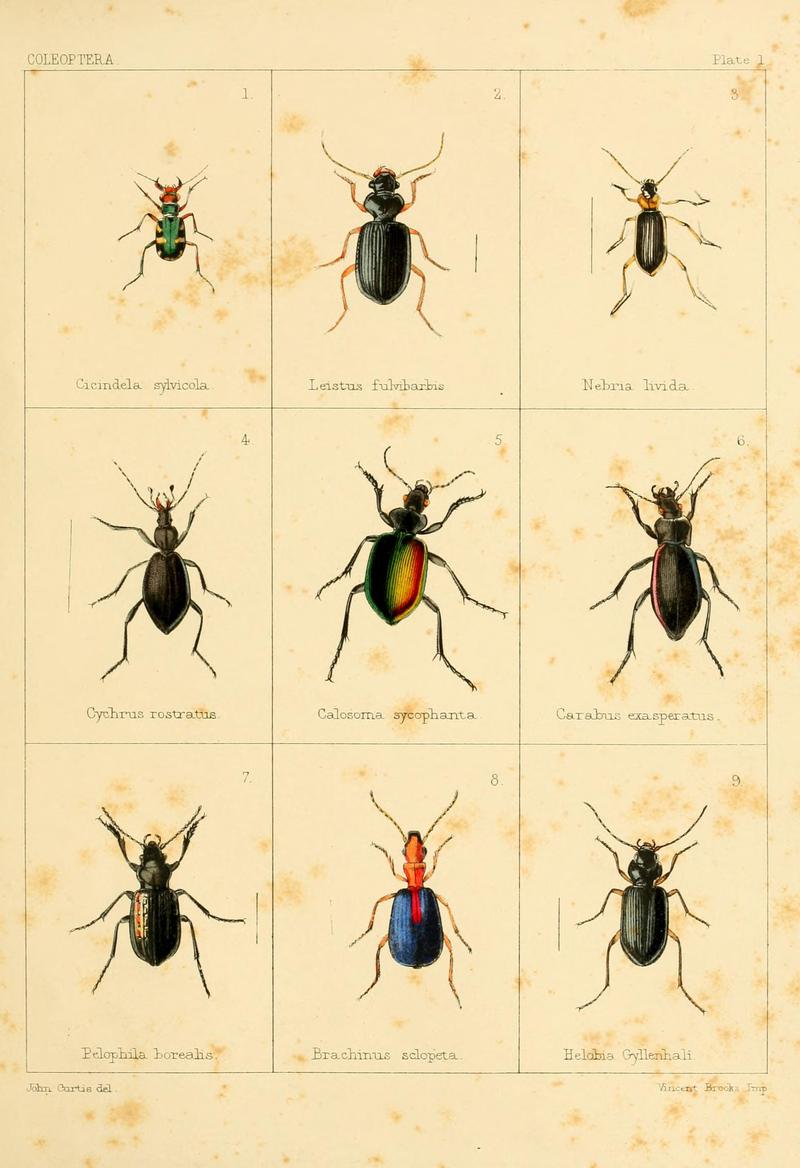 British beetles (Plate I) BHL9609774