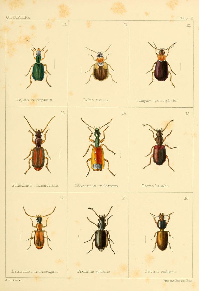 British beetles (Plate II) (5987272161)