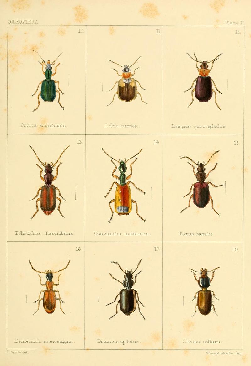 British beetles (Plate II) BHL9609776