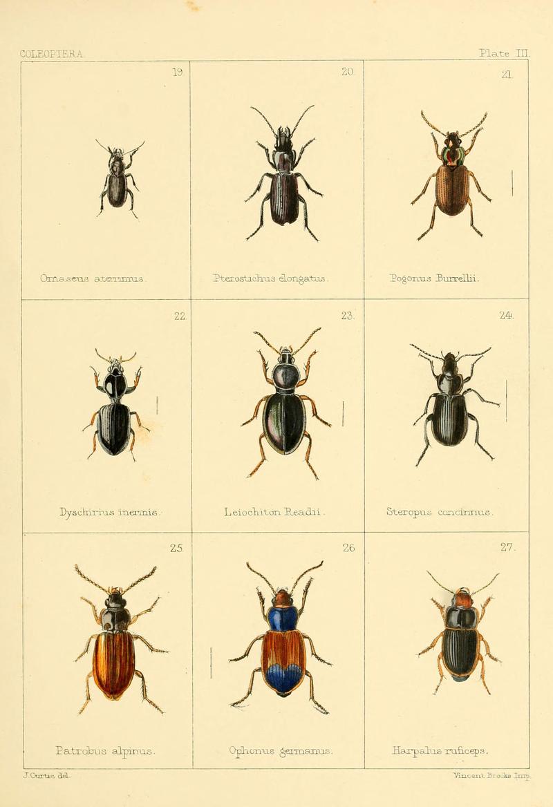 British beetles (Plate III) (5987834382)