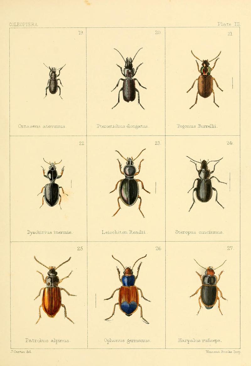 British beetles (Plate III) BHL9609778