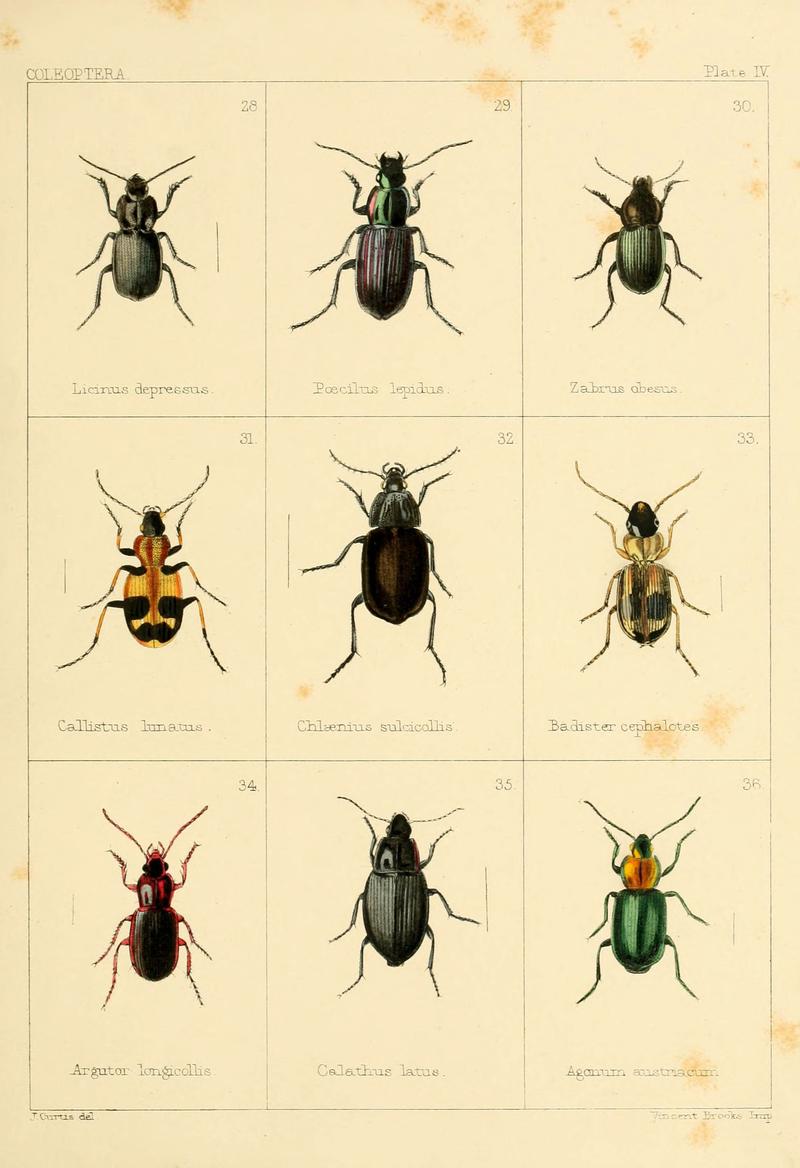 British beetles (Plate IV) (5987834550)