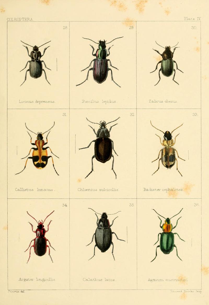 British beetles (Plate IV) BHL9609780