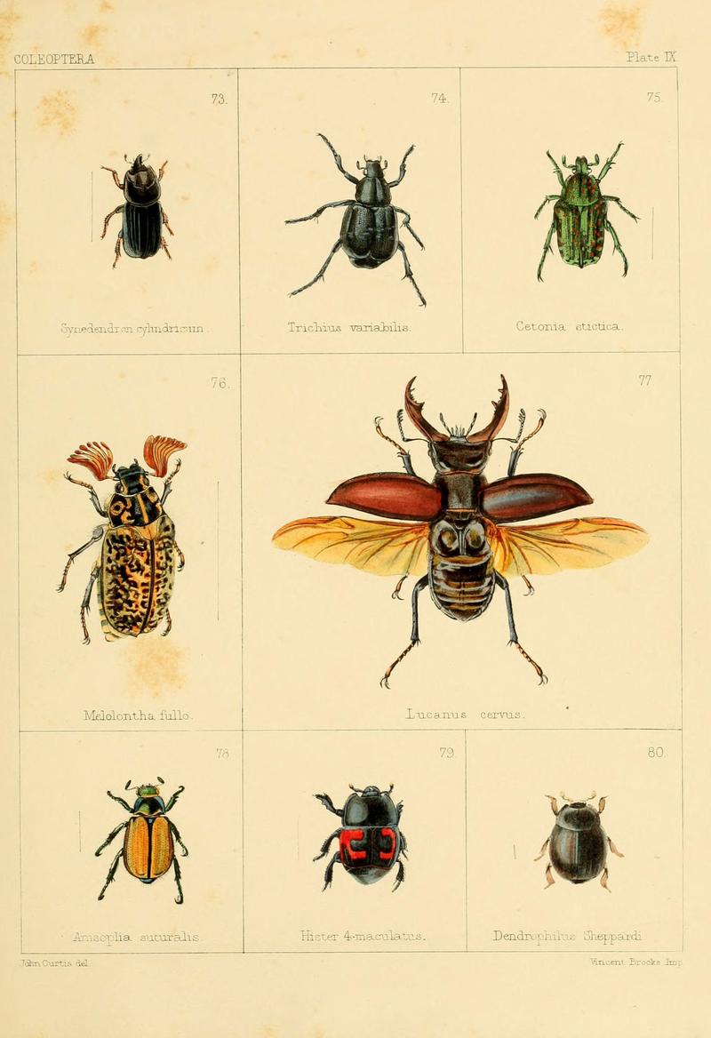 British beetles (Plate IX) (5987835456)