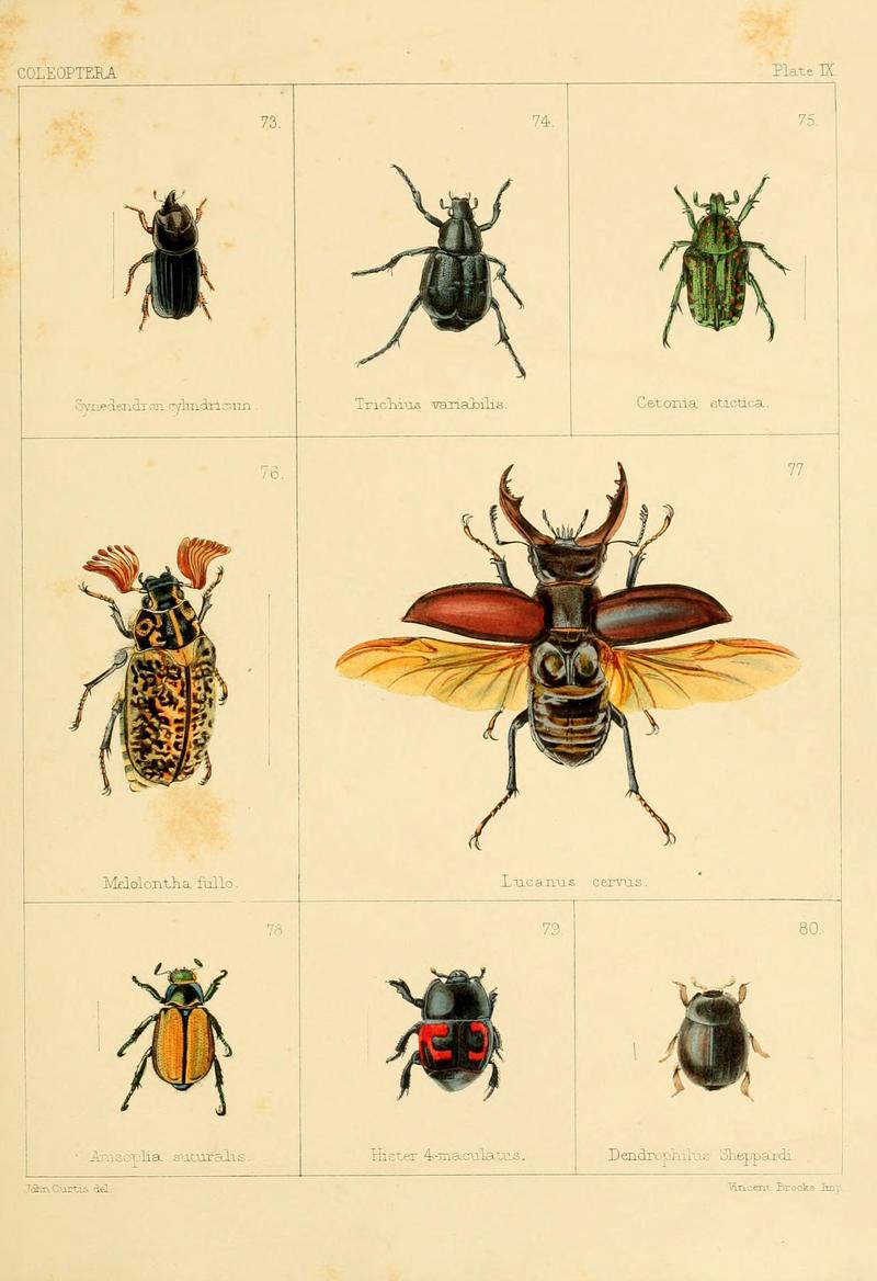 British beetles (Plate IX) BHL9609790
