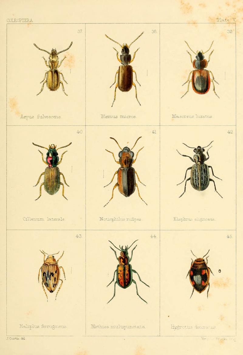 British beetles (Plate V) (5987834732)