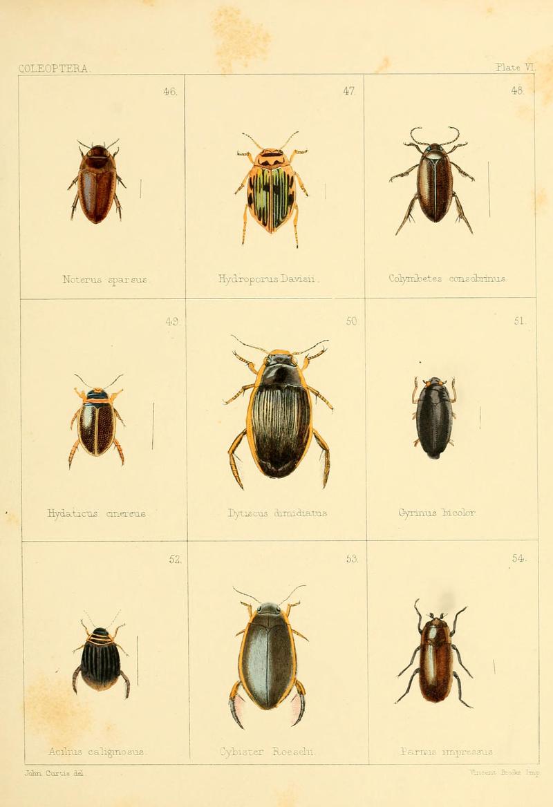 British beetles (Plate VI) BHL9609784