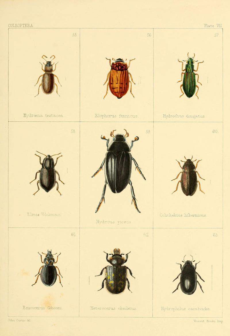 British beetles (Plate VII) (5987272995)