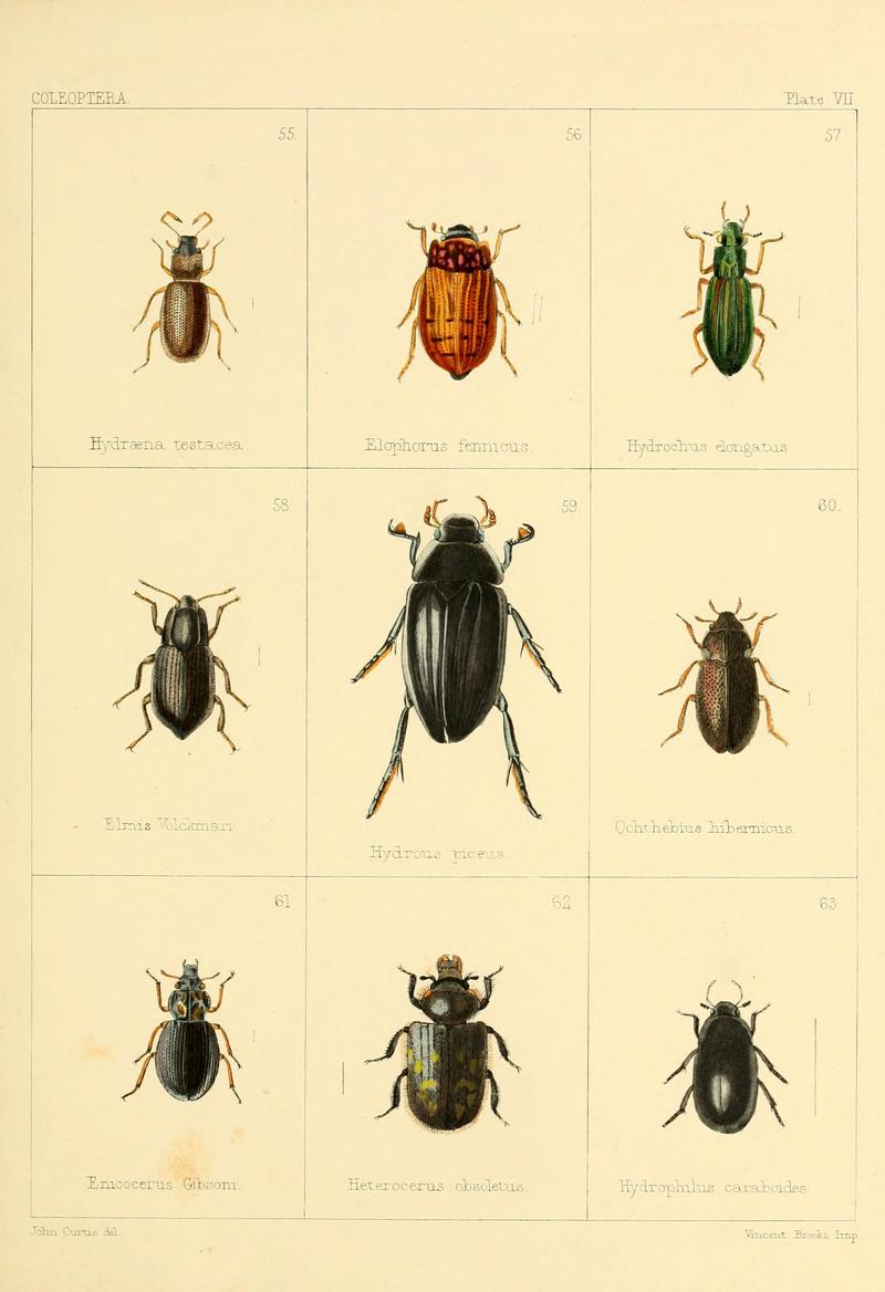 British beetles (Plate VII) BHL9609786