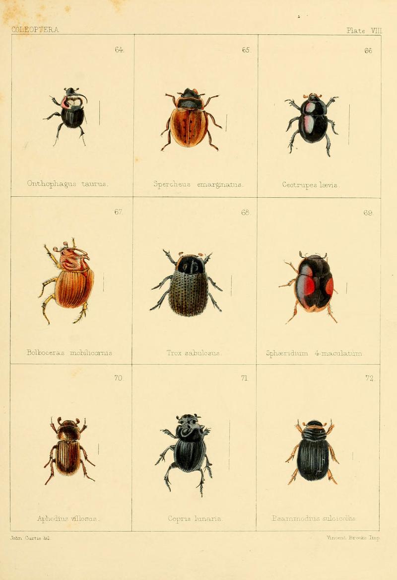 British beetles (Plate VIII) (5987835268)