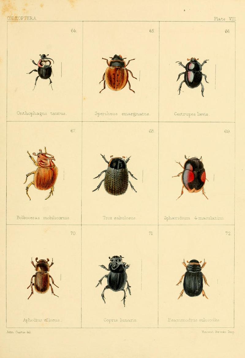 British beetles (Plate VIII) BHL9609788