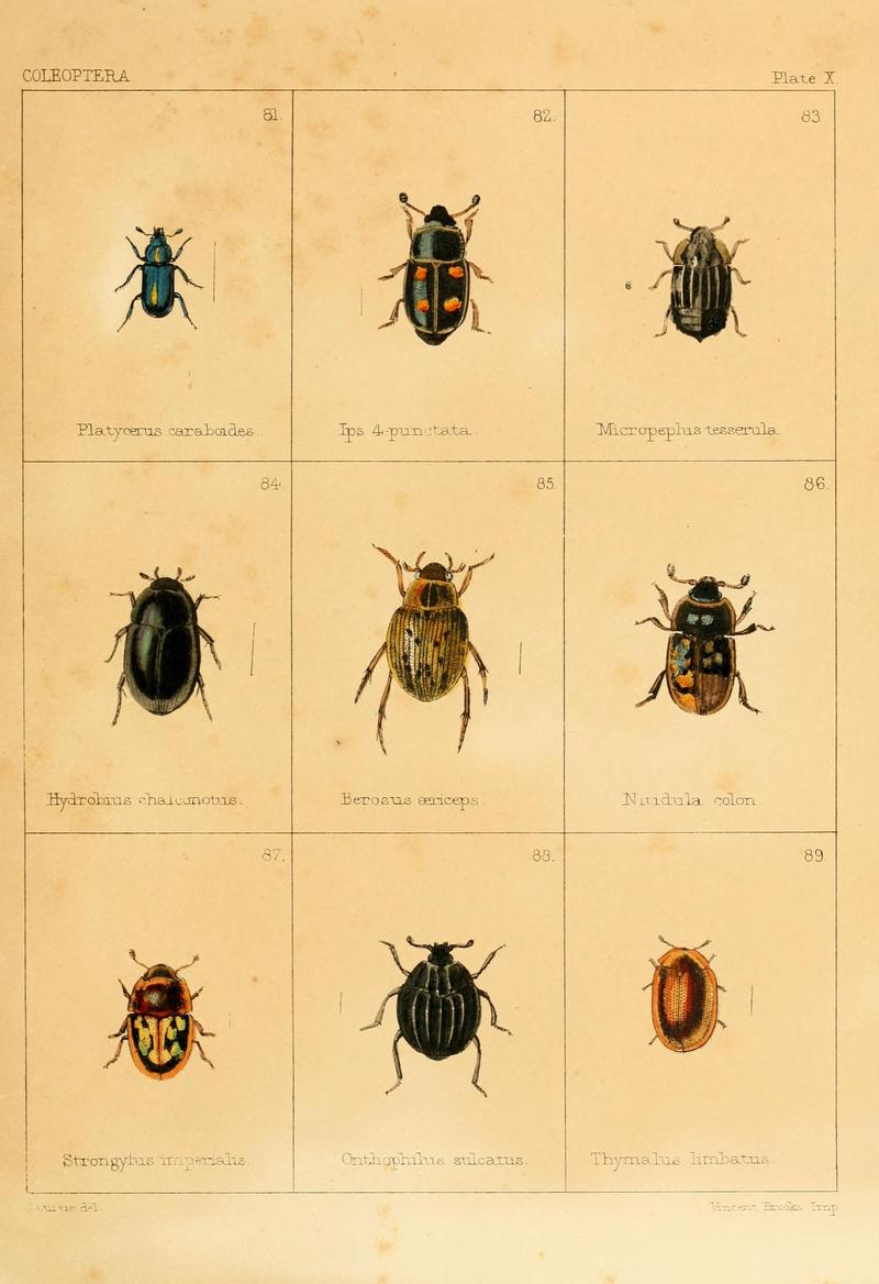 British beetles (Plate X) BHL9609792
