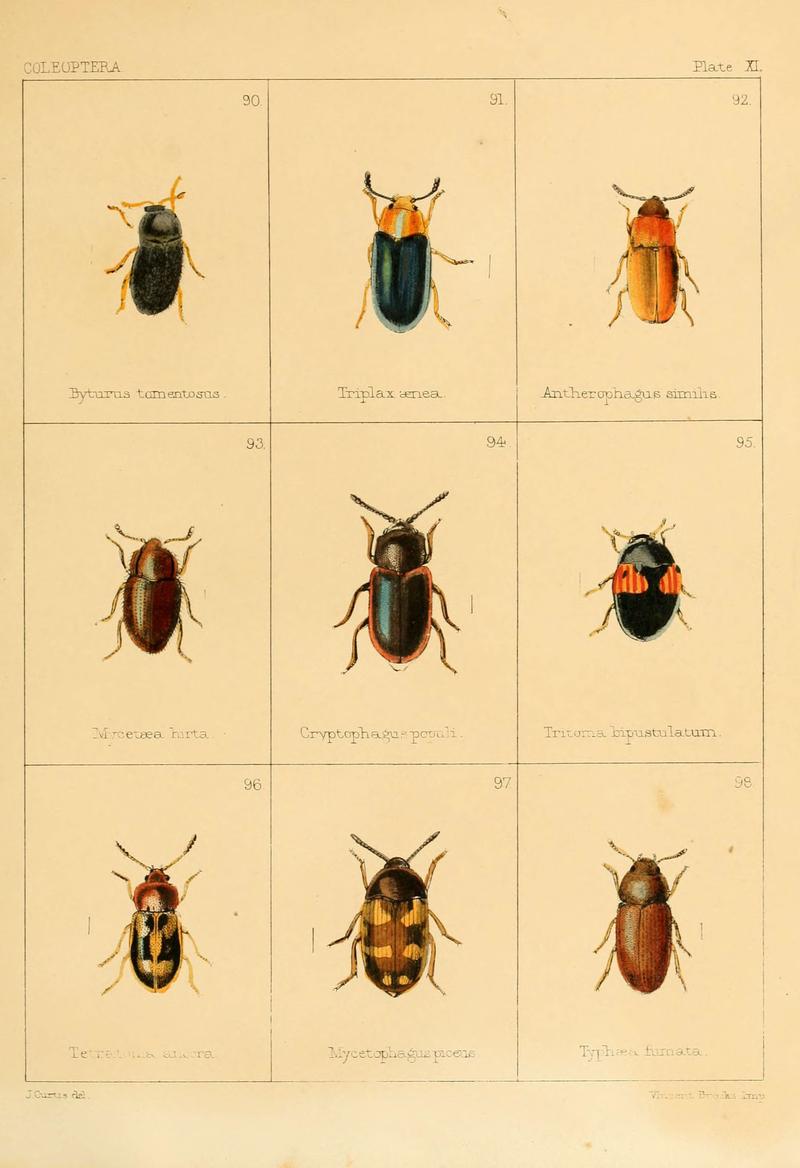 British beetles (Plate XI) (5987273733)