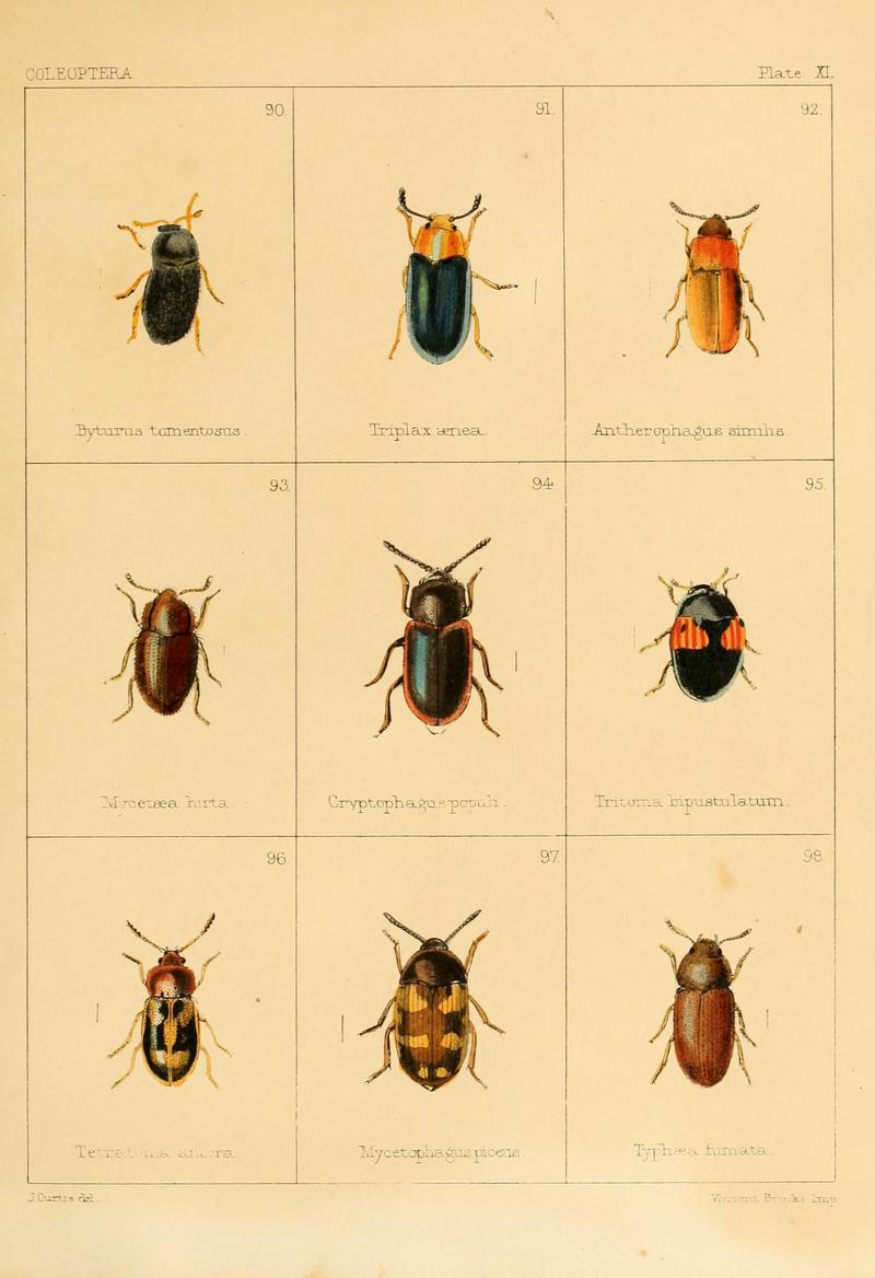 British beetles (Plate XI) BHL9609794