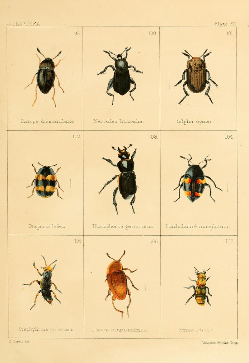 British beetles (Plate XII) BHL9609796