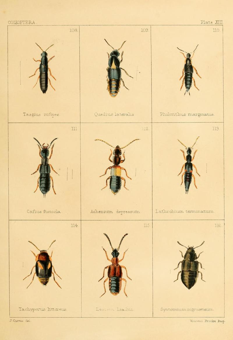British beetles (Plate XIII) BHL9609798