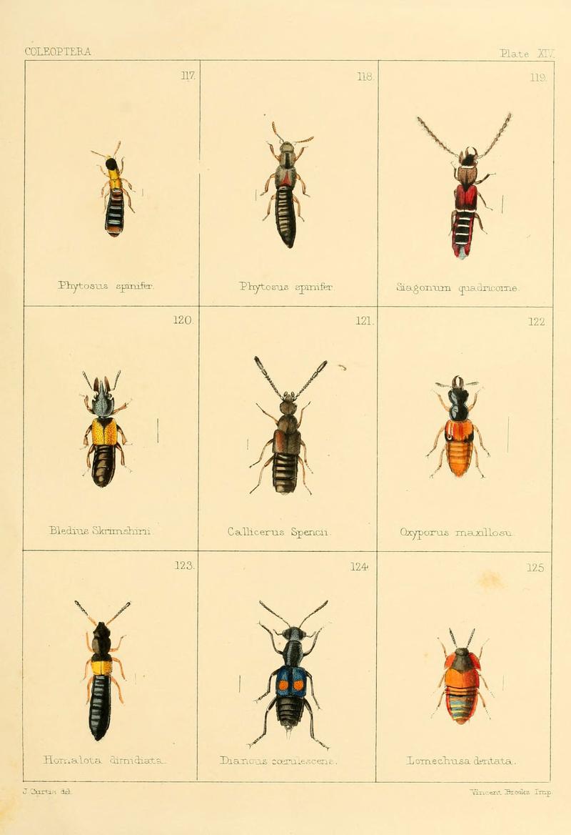 British beetles (Plate XIV) (5987274259)