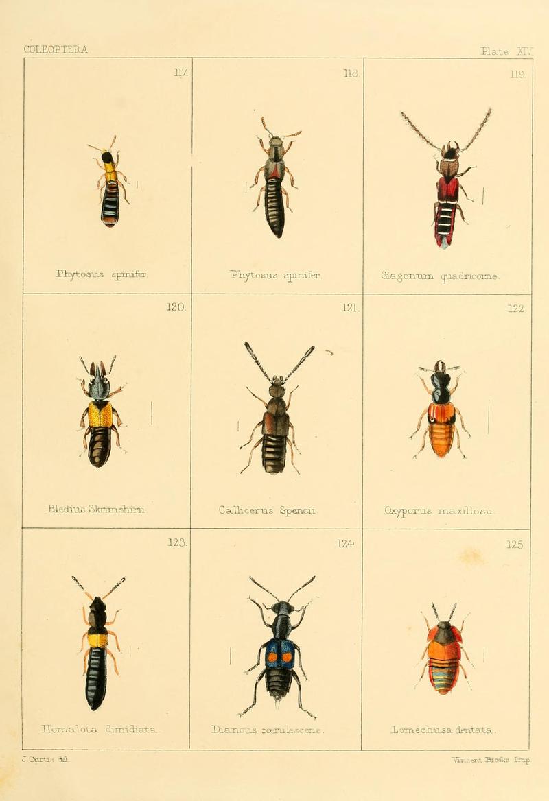 British beetles (Plate XIV) BHL9609800