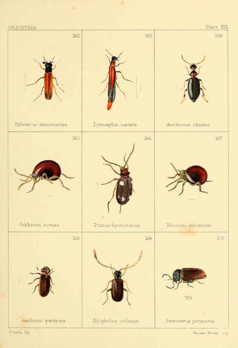 British beetles (Plate XIX) (5987837394)