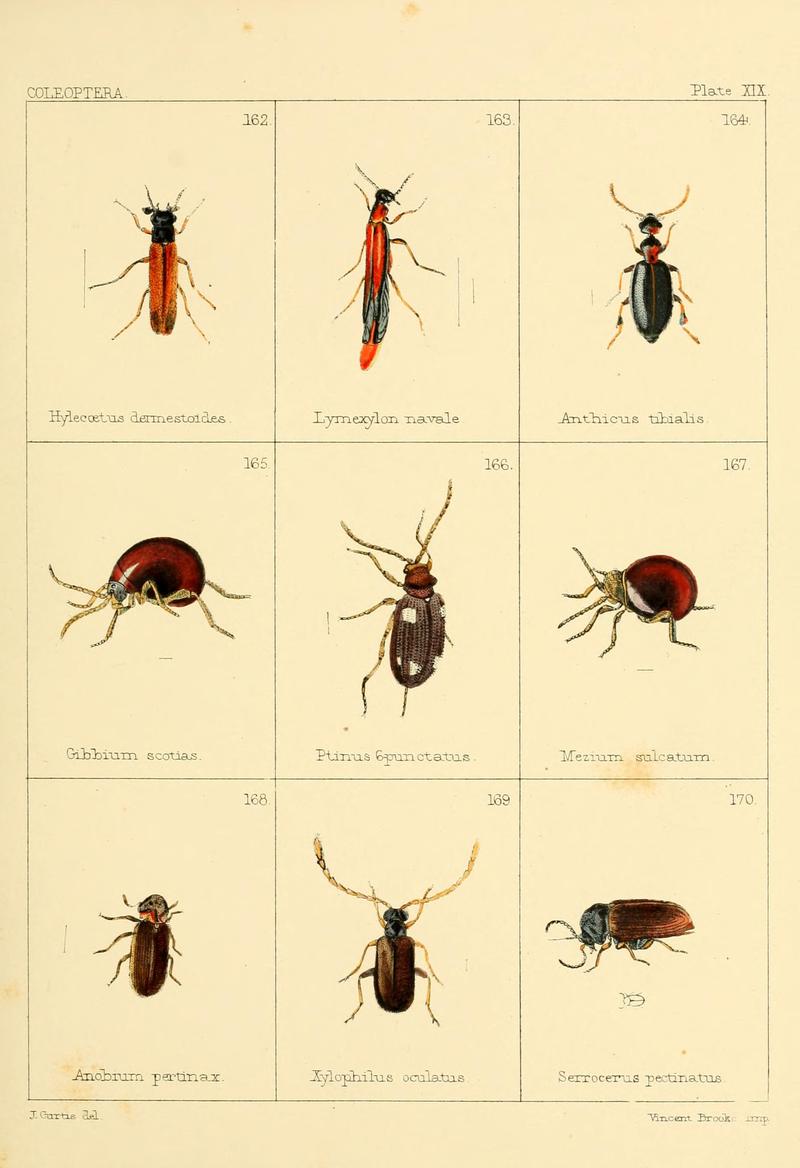British beetles (Plate XIX) BHL9609810
