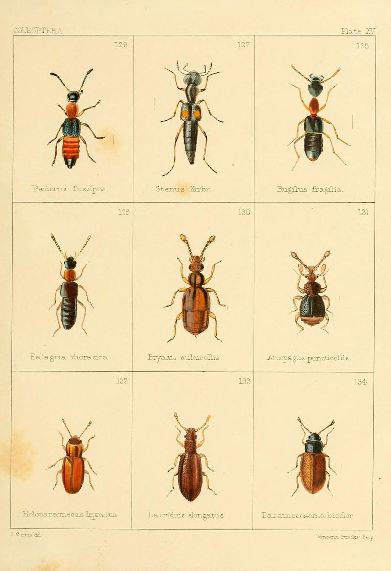 British beetles (Plate XV) (5987274497)