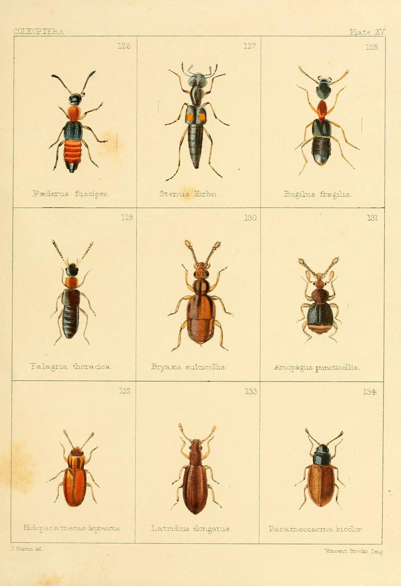 British beetles (Plate XV) BHL9609802