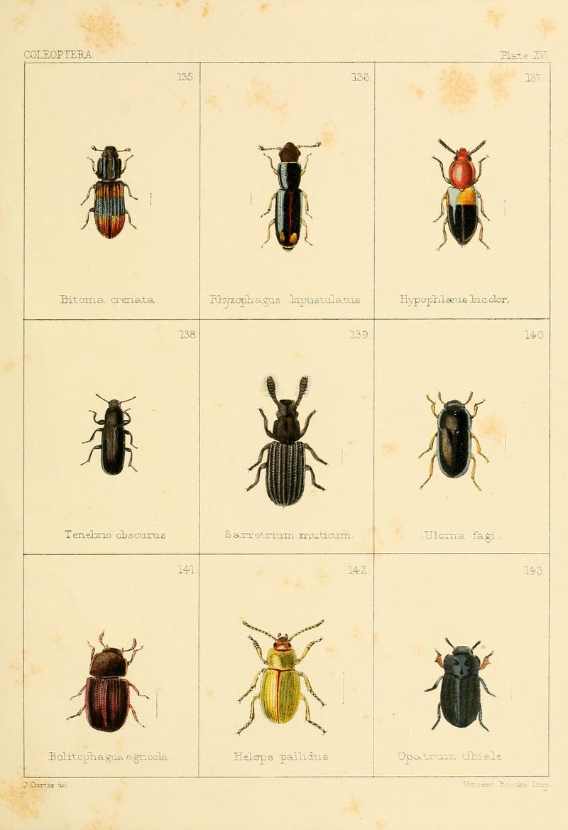British beetles (Plate XVI) BHL9609804