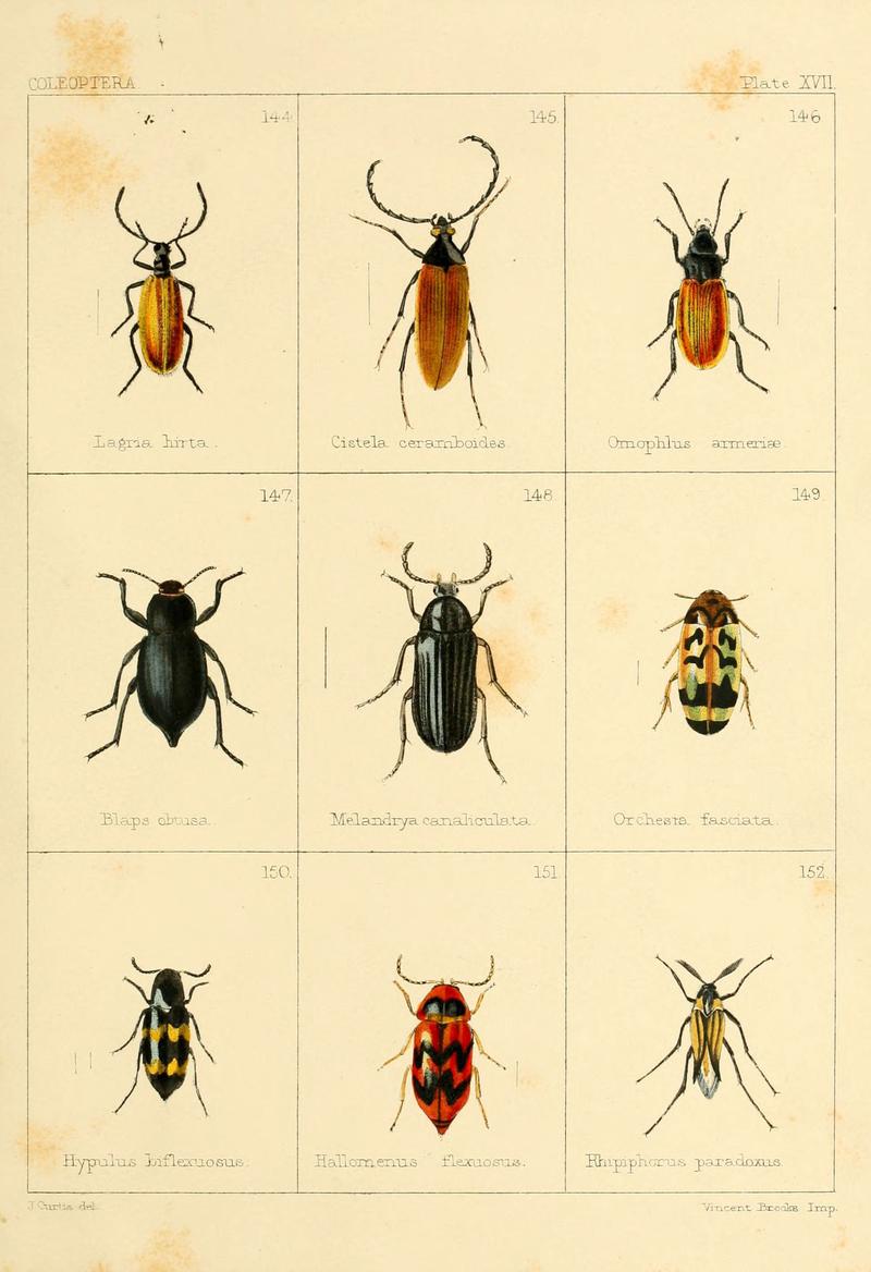 British beetles (Plate XVII) (5987274845)