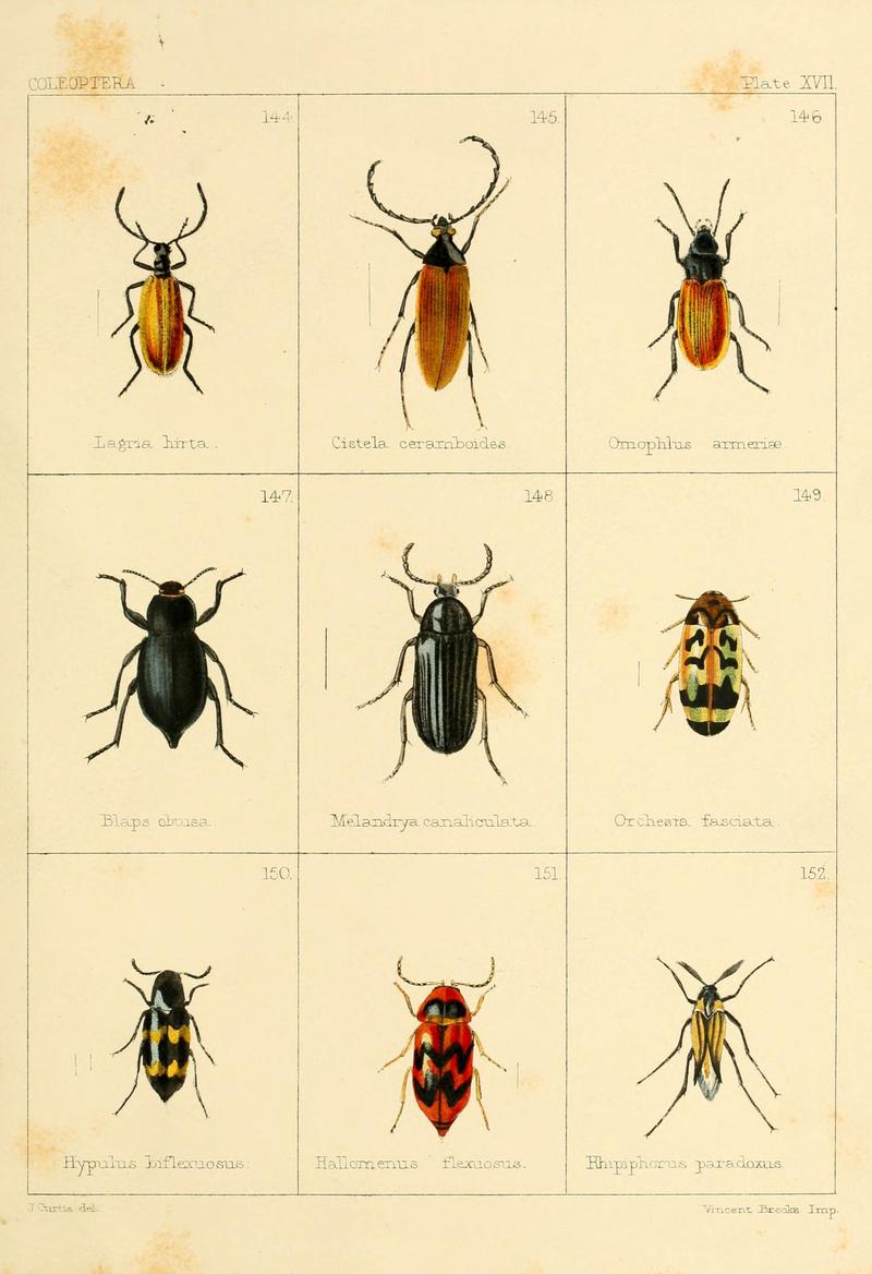 British beetles (Plate XVII) BHL9609806