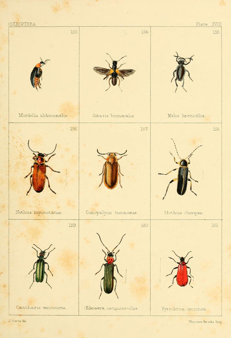 British beetles (Plate XVIII) (5987275099)